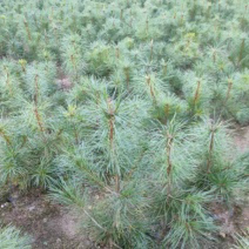 宜春造型松:江南大地上的绿色艺术