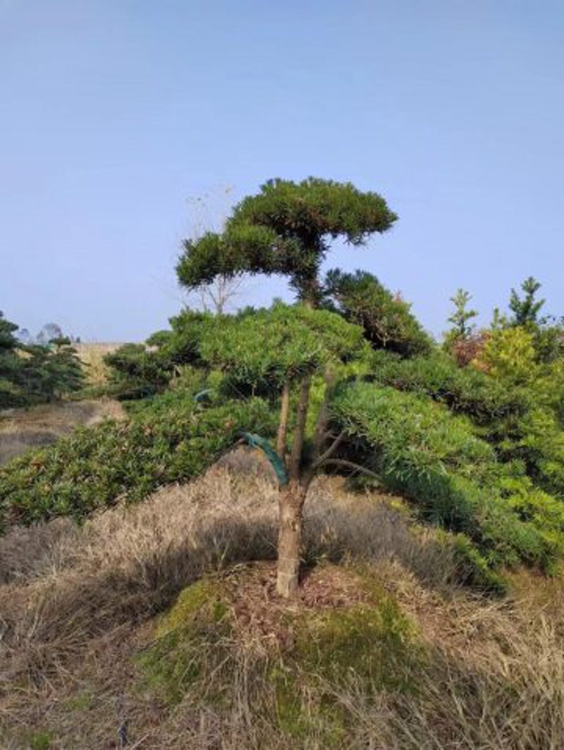 安徽黄山迎客松:千年古树枝繁叶茂迎来新生
