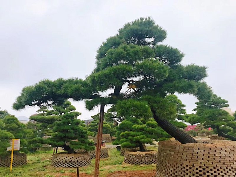 宜春造型松：绿色艺术在自然中的展现