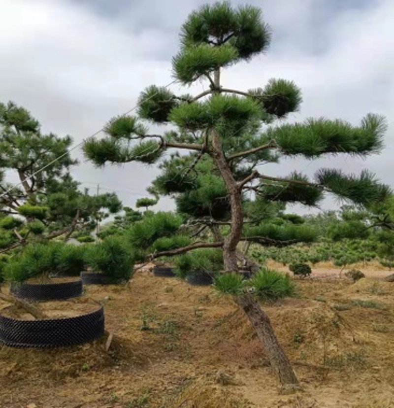 迎客松供应:自然之美与市场趋势同频共振